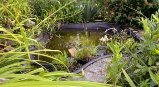 Miniteich im Garten anlegen: So geht's