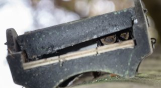 So wird Ihr Garten fledermausfreundlich