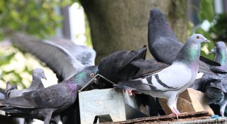 Tierschützer sind entsetzt über geköpfte Tauben in der Paderborner City