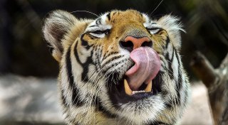 Unwetter in Mexiko: Tiger auf freiem Fuß