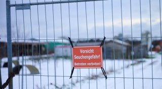 Südkorea verbietet Schweinefleischimporte aus Deutschland