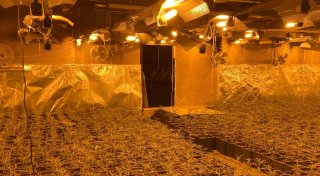 Razzia in Bad Salzuflen: Ermittler entdecken riesige Cannabis-Plantage