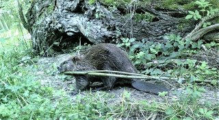 Süßer Nachwuchs an der Weser: Was Höxteraner über die Biber wissen sollten