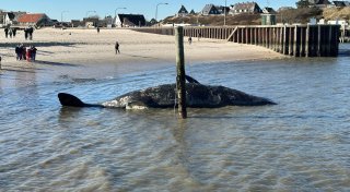 Toter Pottwal am Strand von Sylt droht zu explodieren