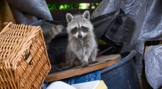 Ungebetener Gast: Waschbären friedlich auf Abstand halten