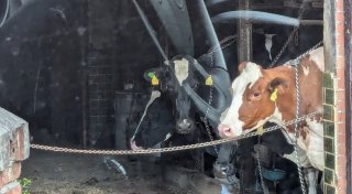 Kühe in Anbindehaltung? Kreis Minden-Lübbecke äußert sich zu PETA-Vorwurf