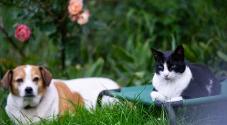 Tierische WG? Wann Hund und Katze nicht zusammenpassen