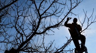 Bäume im Frühjahr stutzen: Experte aus dem Kreis Höxter gibt Gartentipps
