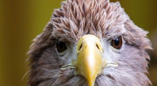 WWF-Bericht: Igeln geht es schlechter, Seeadlern besser