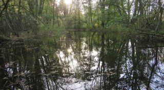 „Hotspot für Artenvielfalt“: Wie die Große Aue die Landschaft in Rahden verändert