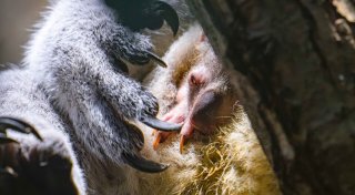 Nach Koala-Drama wieder Nachwuchs im Duisburger Zoo