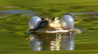 Froschschenkel: Weltartenkonferenz stellt Tiere unter Schutz
