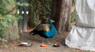Plötzlich ein Pfau im Garten: Mindener Familie staunt über exotischen Besucher