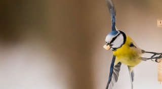 Rezepttipp: Vogelfutterkekse selbst machen