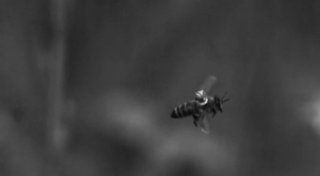 Forschende bekleben Bienen und beobachten sie mit Drohnen