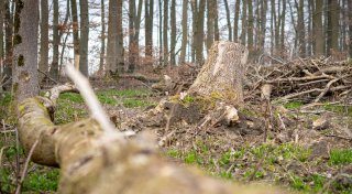 Nach Nationalpark-Aus: Debatte um Naturpark Plus nimmt im Kreis Paderborn Fahrt auf