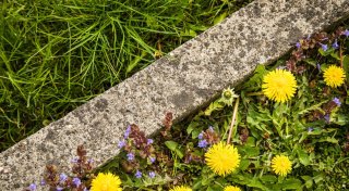 Kein Unkraut: Wildkräuter aus dem Garten nutzen