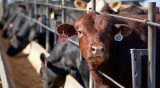 Ernährungsweise trägt weiterhin stark zur Klimakrise bei