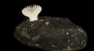 Erstmals Steinkorallen auf Manganknollen entdeckt