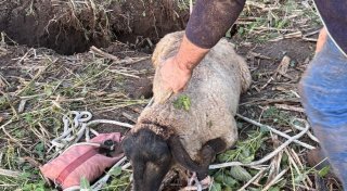 Feuerwehr rettet in Beverungen ein Schaf aus einem Loch