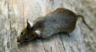 Ratten-Problem in Gütersloh - Zahl der Schädlings-Meldungen nimmt deutlich zu
