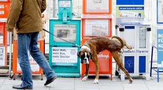 Versicherung für Hunde - muss das sein?