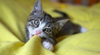 Tiere online kaufen: Worauf muss ich achten?