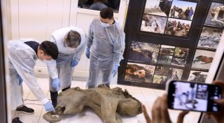 Gut erhaltenes Mammut-Baby in Russland entdeckt