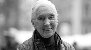 Britische Primaten-Forscherin Jane Goodall ist tot