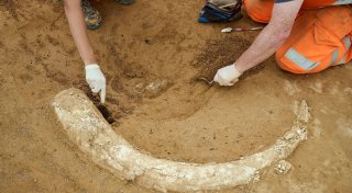 Mammutzahn auf Suedlink-Baustelle entdeckt