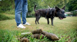 Hundekot auf Bielefelder Gräbern: So reagieren die Halter der Tiere bei Ansprache