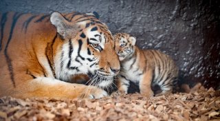 Willkommen auf der Welt: Süße Fotos von Baby-Tigern aus dem Tierpark Ströhen