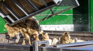 Vogelgrippe breitet sich rasant aus - 400.000 Tiere gekeult