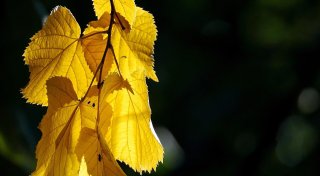 Temperaturen um 15 Grad: Lübbecker Experte verspricht Lichtblick nach trübem Wetter