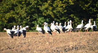 Naturphänomen in Bielefeld: Über 80 Weißstörche sorgen für Staunen bei Anwohnern