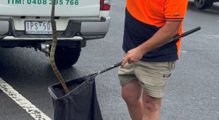 Australien: Frau entdeckt bei der Fahrt Giftschlange im Auto