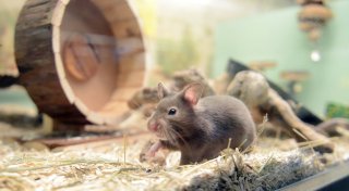 Auslauf oder Laufrad: Was braucht mein Hamster?