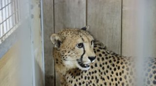 Mit Video: Neues Highlight im Freizeitpark Safariland im Kreis Gütersloh
