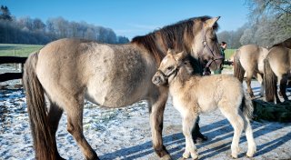 Im Bielefelder Tierpark Olderdissen sind die ersten Tierkinder da