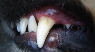 Im Auftrag des Sozialamts unterwegs: Löhnerin wird von drei Hunden angegriffen