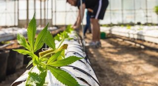 Paar im Kreis Gütersloh will Cannabis anbauen - Vermieter stellt riesige Fläche zur Verfügung