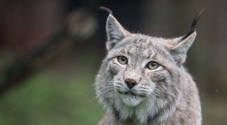 Zoo wirbt um Haustierspenden als Futter für Raubtiere