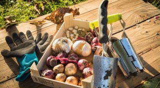 Gärtnern im September: Blumenzwiebeln und Gehölze pflanzen
