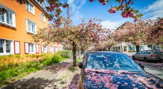 Baumfällungen: Notwendige Pflege in Bielefelds beliebter Kirschblütenallee