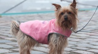 Braucht mein Hund einen Wintermantel?