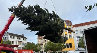 XXL-Weihnachtsbaum ist am Alten Markt in Herford eingetroffen - mit Polizei-Eskorte