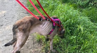 Dreck und Kot auf „Gnadenhof“ in Porta: Schwere Vorwürfe gegen Veterinäramt