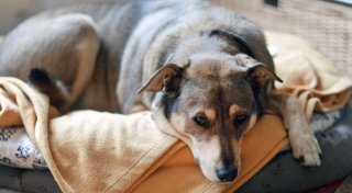 Darum sollten Hunde kein Cannabis fressen