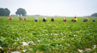Mindestlohn für Saisonarbeiter: Es braucht zweierlei Maß