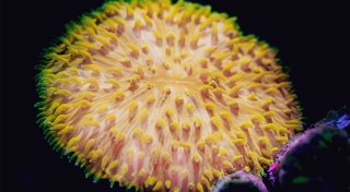 Und sie bewegt sich doch: Wie Korallen herumwandern